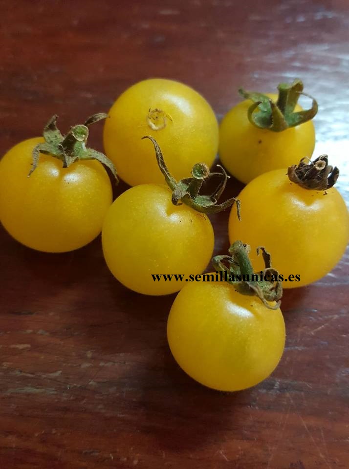 TOMATE CEREZA AMARILLO para picar 50 semillas