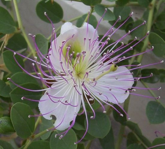 ALCAPARRA  capparis spinosa 200 semillas