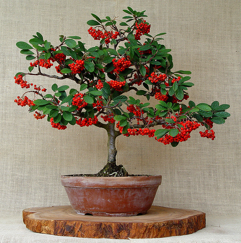 COTONEASTER HORIZONTALIS ideal  BONSAI 50 semillas 