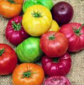 TOMATES MUCHOS COLORES  50 semillas