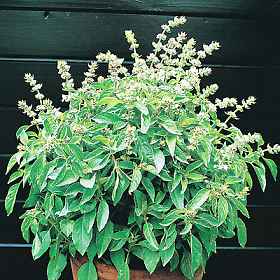Albahaca aroma LIMA 200 ( basil lime ) semillas seeds