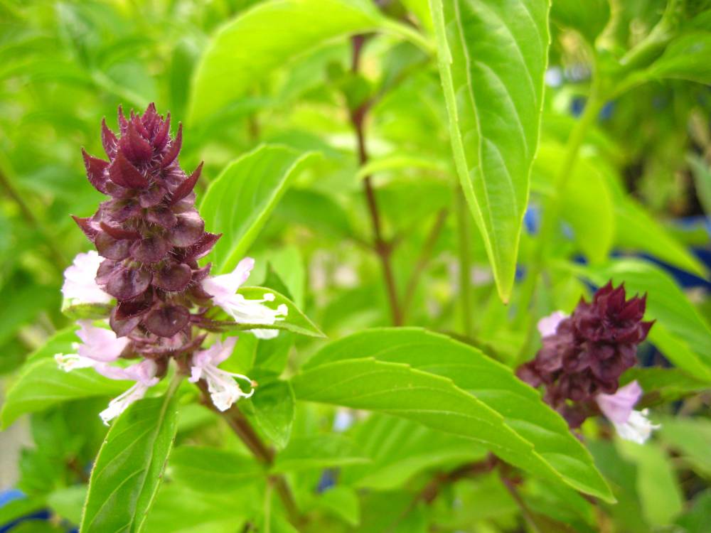 Albahaca aroma REGALIZ 300 (  licorice basil) semillas seeds