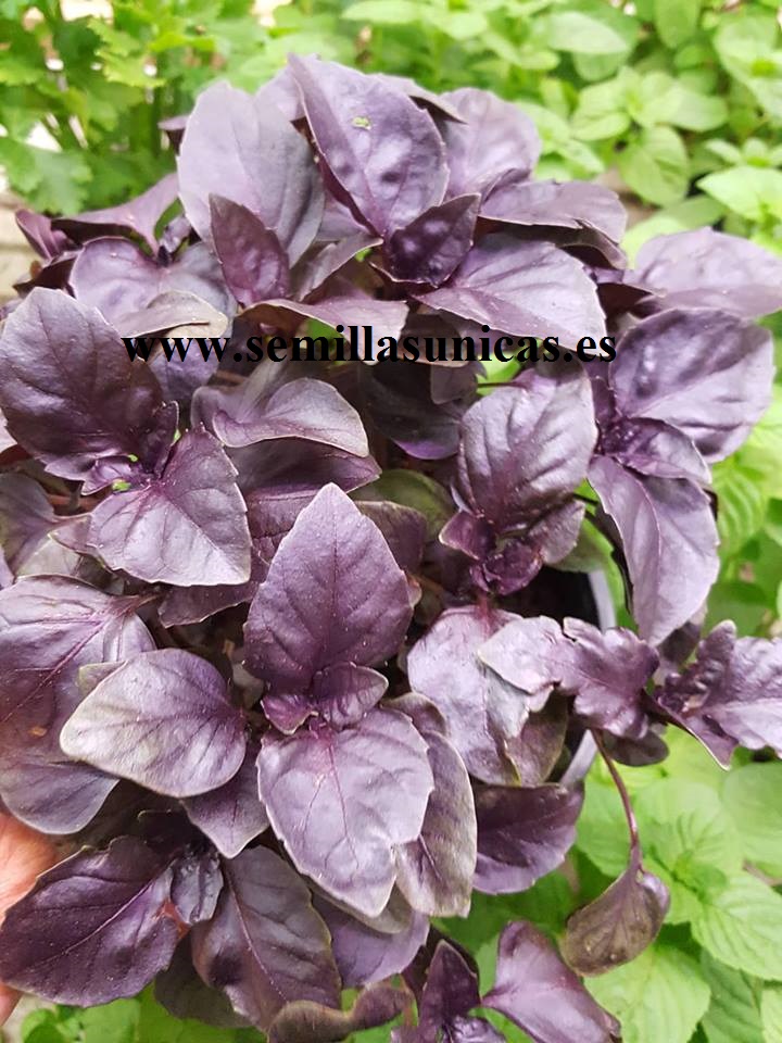  albahaca purpura excelente olor 300 Semillas Seeds