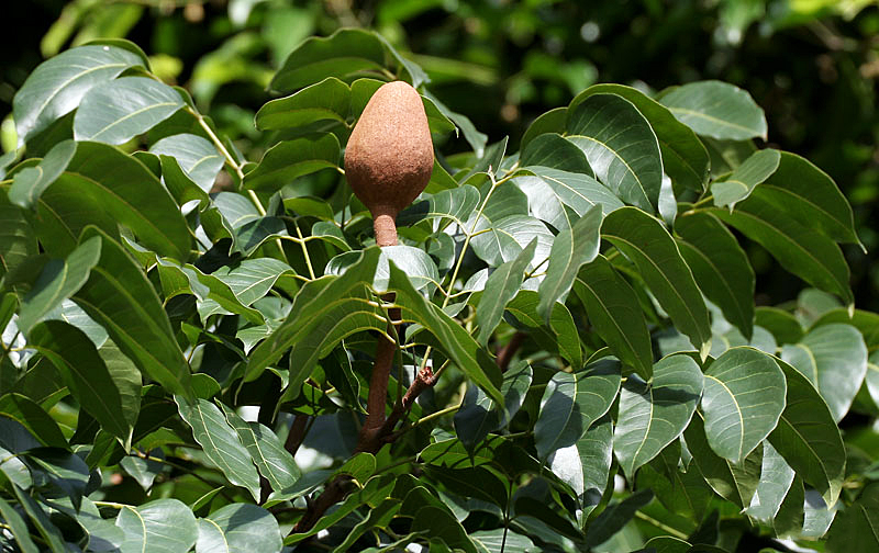 Arbol del caoba Swietenia mahagoni  madera excelente 5 semillas 