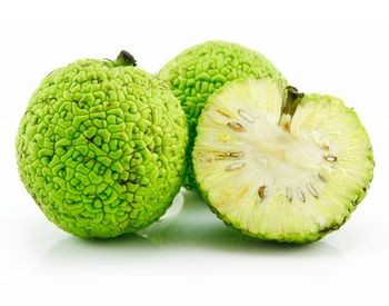  OSAGE  maclura pomifera 10 Semillas no comestible