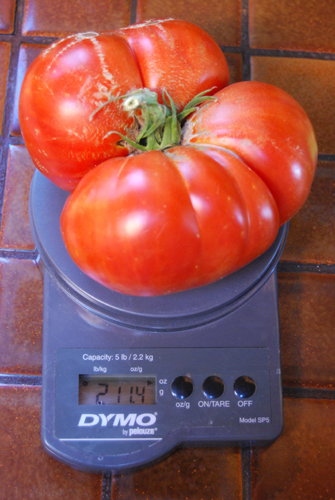  TOMATE GIGANTE PARA RECORDS 50 semillas