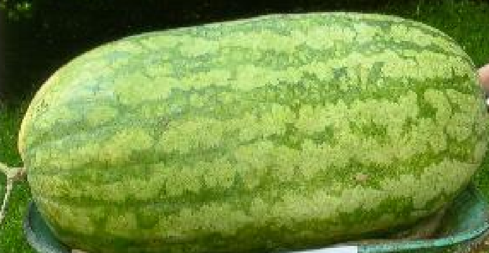 SANDIA GIGANTE carolina cross 5  semillas
