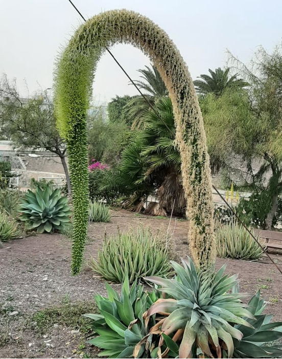 AGAVE attenuata flor cuello de cisne 20 semillas 