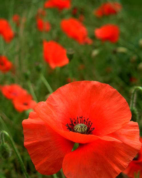 AMAPOLA ROJA   500 ( papaver rhoeas ) semillas seeds