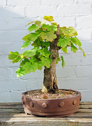 AMERICAN SYCAMORE  ideal bonsai 30 semillas seds 