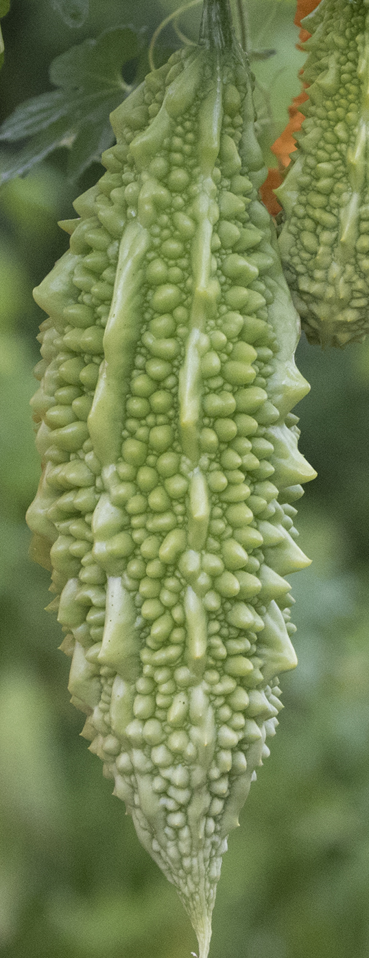 BITTER MELON (comestible)  - Momordica charantia - 8 semillas frescas 