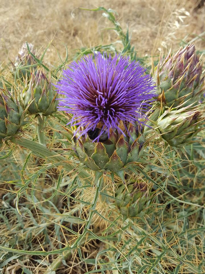 CARDO MARIAN sylibum marianum 50 semillas seeds 