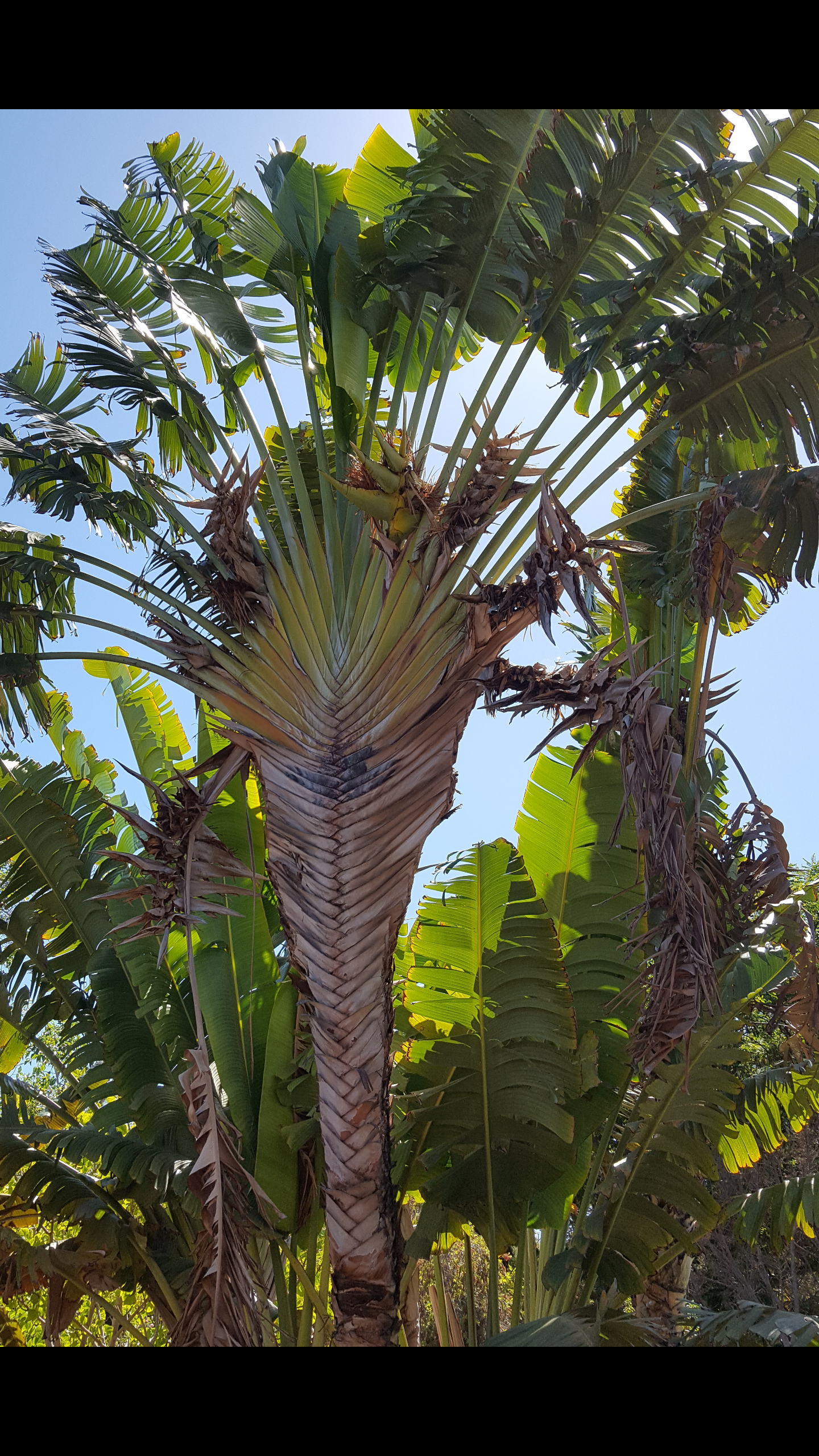 ARBOL del VIAJERO ravenala madagascariensis 100 semillas seeds 