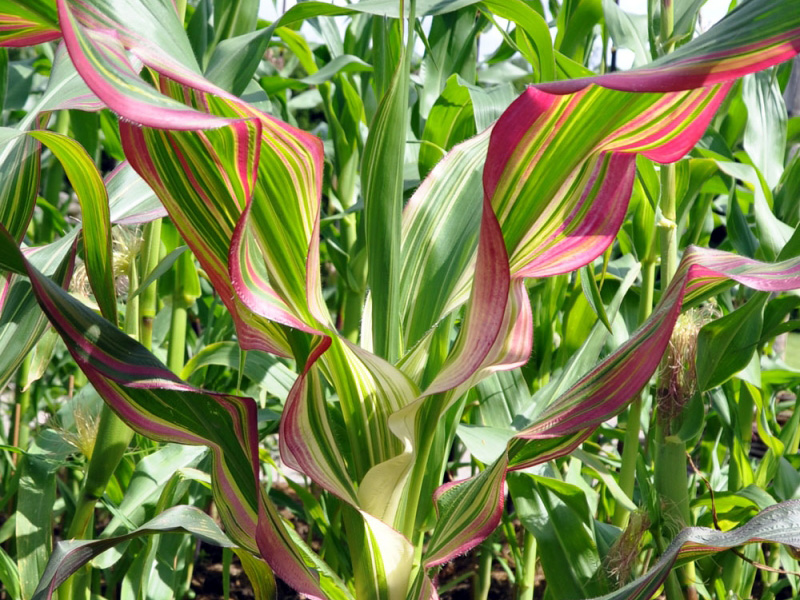  MAIZ hojas de ARCOIRIS piña negra-roja 10 semillas seeds