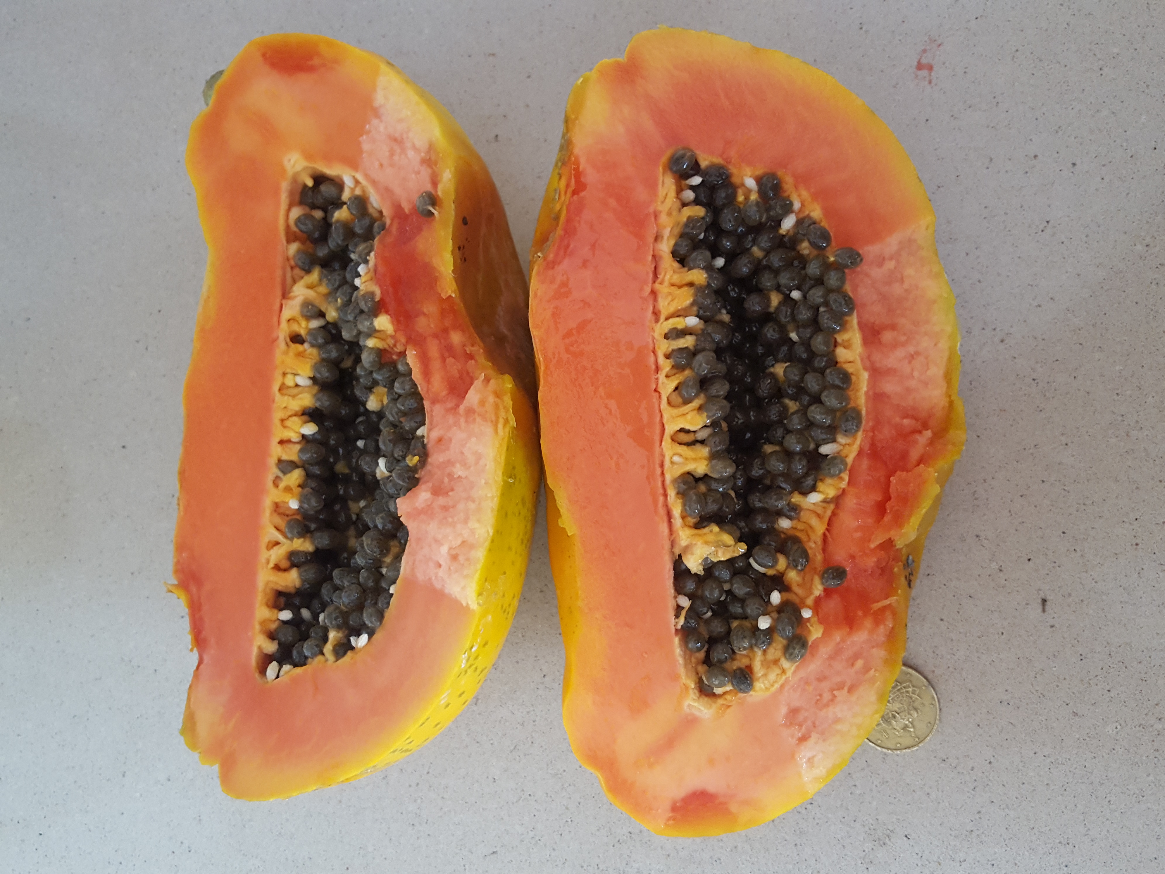 PAPAYA carica papaya FRUTO GIGANTE delicioso 50 semillas