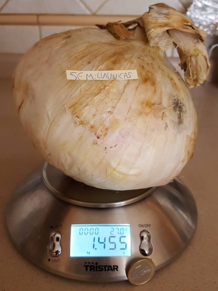  CEBOLLA GIGANTE ( giant onion big ) 20 semillas / seeds