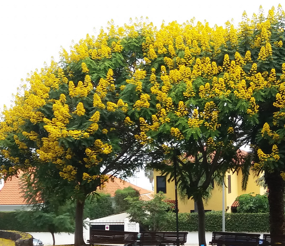 Senna alata - Cassia - Flor candelabro 10 semillas 