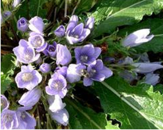 MANDRAGORA autumnalis  200  semillas seeds