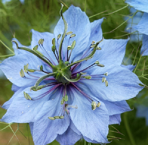 AJENUZ nigella sativa 100 semillas 