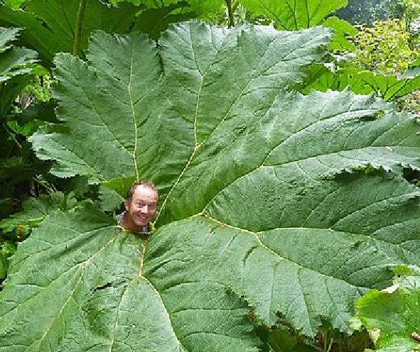 Ruibarbo gigante - Gunnera manicata - hojas enormes - 5 semillas 
