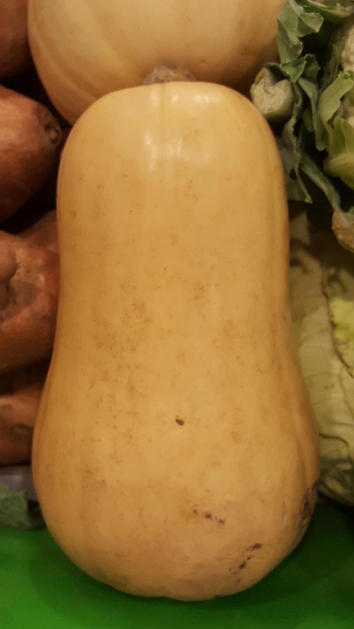 CALABAZA BUTTERNUT 100 semillas