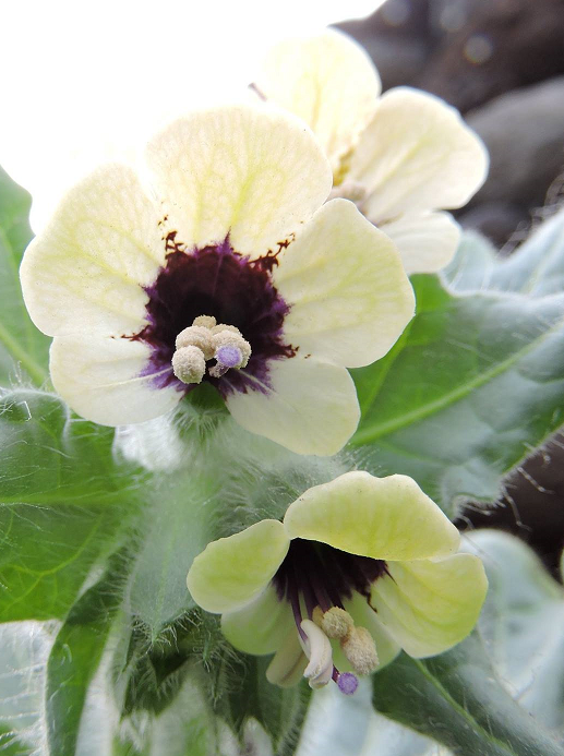 BELEÑO negro hyoscyamus niger 50 semillas seeds 