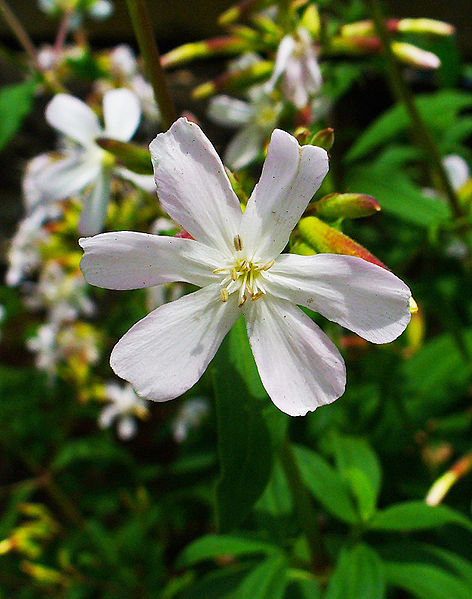 HIERBA para JABON saponaria 60 semillas