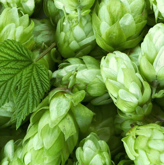 LUPULO para CERVEZA humulus lupulus  1000 semillas para sembrar