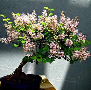 LILO TARDIO syringa villosa ideal bonsai 40 semillas seeds 