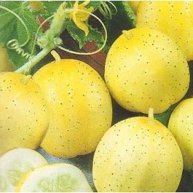 PEPINO LIMON delicioso - lemon cucumber 100 Semillas Seeds