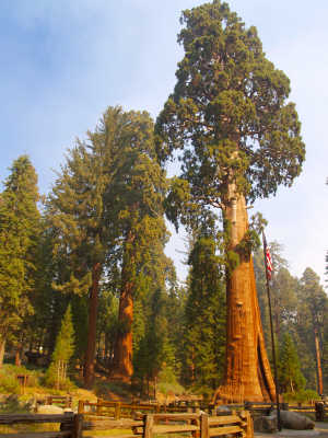 EL ARBOL MAS ALTO DEL MUNDO sequoia  ideal  BONSAI 100 semillas 
