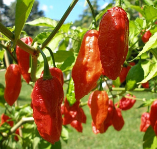 BHUT JOLOKIA NAGA record guinnes de picante 100 semillas ecologicas