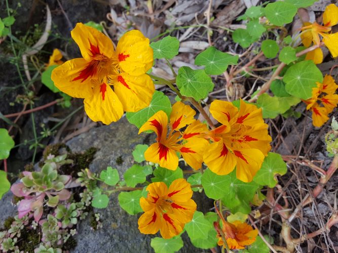 semillas de flores